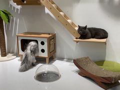 -COLOR PETS 撸猫馆·购猫·猫咖(长风大悦城店)