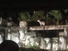 -清迈夜间动物园