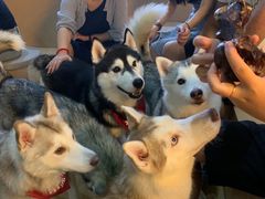 -Husky Go! 哈士奇体验馆·宠物咖啡厅狗咖