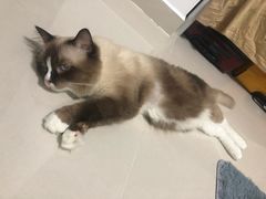 -芭比堂动物医院·24小时·眼科中心(深圳中心)
