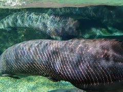 -太平洋海底世界