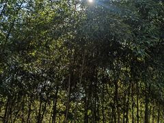-南京市无想山景区