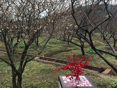 -香雪海