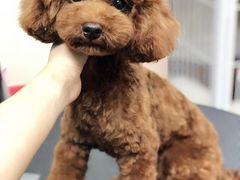 -小尾巴宠物店(万科·金域华庭店)