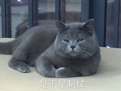 -喵zoo家庭繁育猫舍(尖东智能花园店)