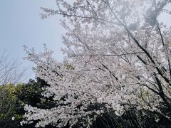 -外高桥保税区南(地铁站)