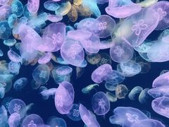 -海合安天津极地海洋公园