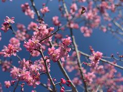 -绵阳盛世樱花悠乐谷