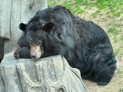 -北京野生动物园