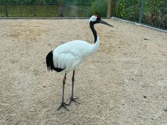 -盐城丹顶鹤湿地生态旅游区