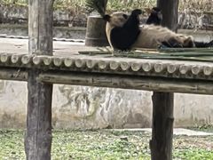 -中国大熊猫保护研究中心雅安碧峰峡基地