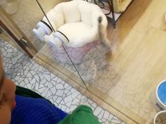-momokira米努特·德文卷毛猫·棉花面纱犬