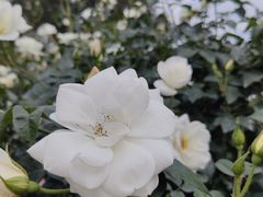 -人民公园(罗湖区)