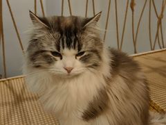 -柴迷FANS CLUB·柴犬狗咖·猫咖