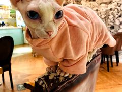 -猫小院猫主题餐厅(三里屯店)