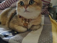 -瑞派福兴宠物医院犬猫全科·骨科·中西医结合(河东店)