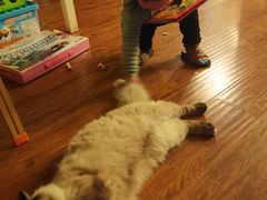-喵zoo家庭繁育猫舍(尖东智能花园店)