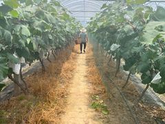 -马陆小张葡萄园农家乐