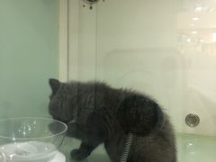 -糯米喵星人·撸猫猫舍咖啡馆(西市场嘉华店)