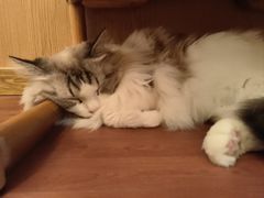 -MOCHA明星猫咖(田子坊店)
