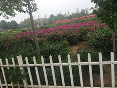 -曹州牡丹园