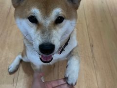 -是阿柴呀！柴犬咖啡·爱喵喵猫咖
