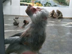 -西安秦岭野生动物园