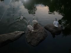 -莲湖公园