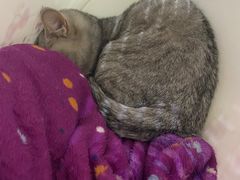 -瑞鹏动物医院宠美康(扬子江路分院)