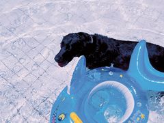 -帕帕拉兹宠物(亚洲旗舰店)