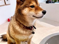 -柴务处·柴犬主题狗咖