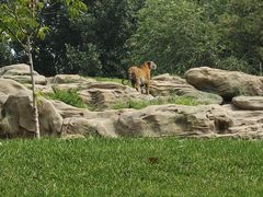 -北京野生动物园