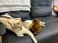 -宠颐生宠物医院·异宠猫科内科·诊疗中心宠巢店