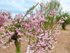 -甜心庄园·甜心草莓采摘园(西青中北店)