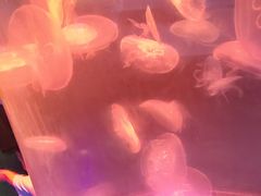 -洛阳龙门海洋馆