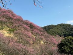 -新建村梅花