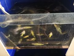 -都江堰石锅鱼