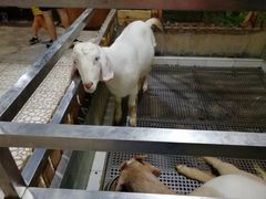-上海大自然野生昆虫馆(东方明珠·爬宠昆虫探索中心)