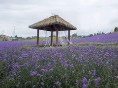 -紫颐香薰山谷景区