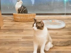 -袖虎·猫馆(体育西路店)