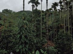 -海南槟榔谷黎苗文化旅游区