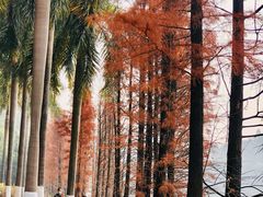 -三水森林公园