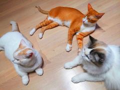 -Umiao与猫咖啡 猫咖