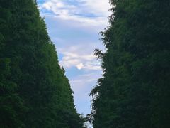 -黄海国家森林公园