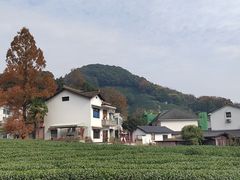 -龙井村