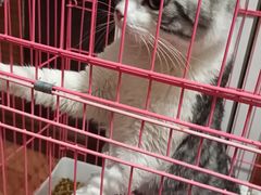 -小伙伴宠物医院•急重症转诊中心·老年专科·犬猫全科(北大街总院)