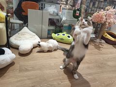-1013 PET SHOP精品宠物商店(丁香店)