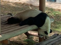 -栾川竹海野生动物园