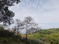 -东莞市大岭山森林公园