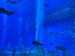 -亚特兰蒂斯•OSSIANO奥西亚诺海底餐厅